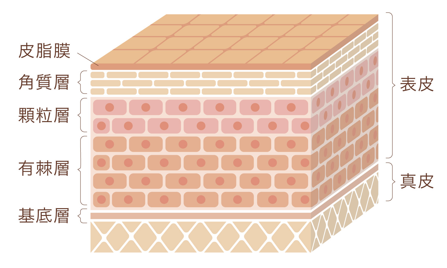 エニシーグローパック CL+